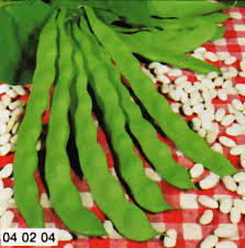 FAGIOLO SUPERMARCONI RAMPICANTE S.B. GR.500